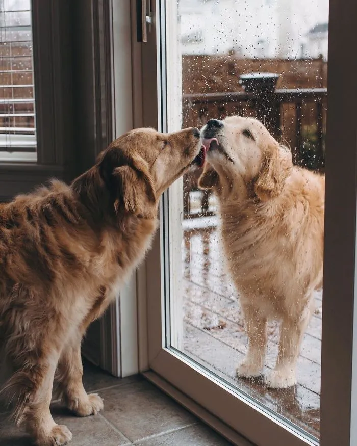 We Got A Second Golden So Lizzie Would Have A Best Friend, And They Bonded Instantly
