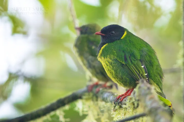 Green-And-Black Fruiteater