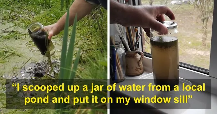 Guy Places A Jar Full Of Pond Water On The Windowsill, Records It On Camera As It Comes Alive