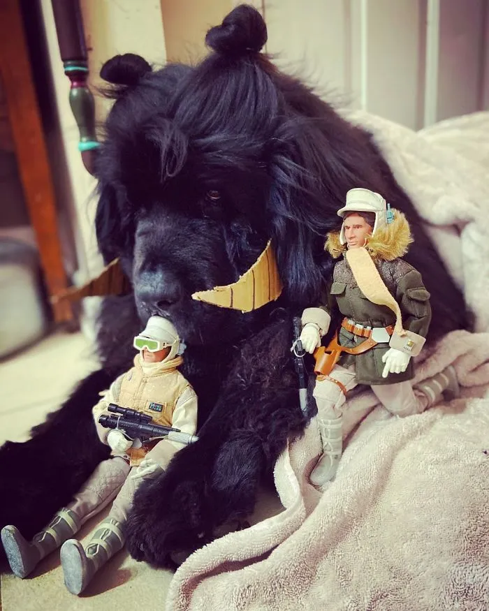 Día 15: Luke, Han y un tauntaun negro