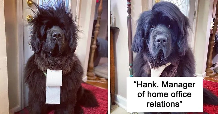 Owner Does Her Dog's Hair Every Day Since The Lockdown Started And People Can't Wait To See What The Next Day Will Bring