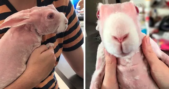 Mr. Bigglesworth, The Hairless Bunny, Was Rescued From Euthanasia, Now Lives As An Instagram Star