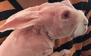 Mr. Bigglesworth, The Hairless Bunny, Was Rescued From Euthanasia, Now Lives As An Instagram Star