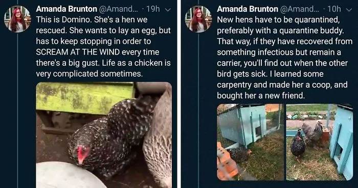 Woman Shares How She Realized Her Two Hens Were In A Lesbian Relationship In An Entertaining Thread