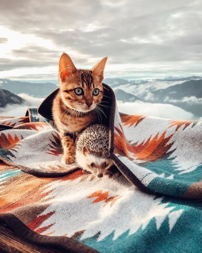People Are Loving The Adventures Of This Hedgehog And Its Bengal Best Friend (30 Pics)