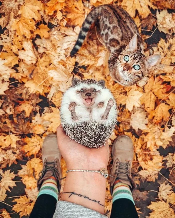 People Are Loving The Adventures Of This Hedgehog And Its Bengal Best Friend (30 Pics)