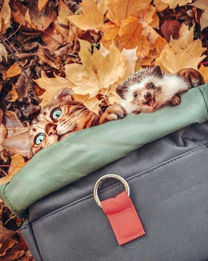 People Are Loving The Adventures Of This Hedgehog And Its Bengal Best Friend (30 Pics)