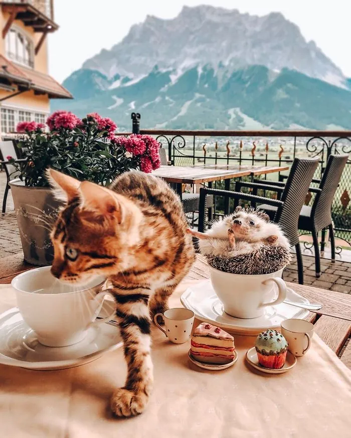 A todos les encantan las aventuras de este erizo y su mejor amigo, un gato de Bengala (30 fotos)