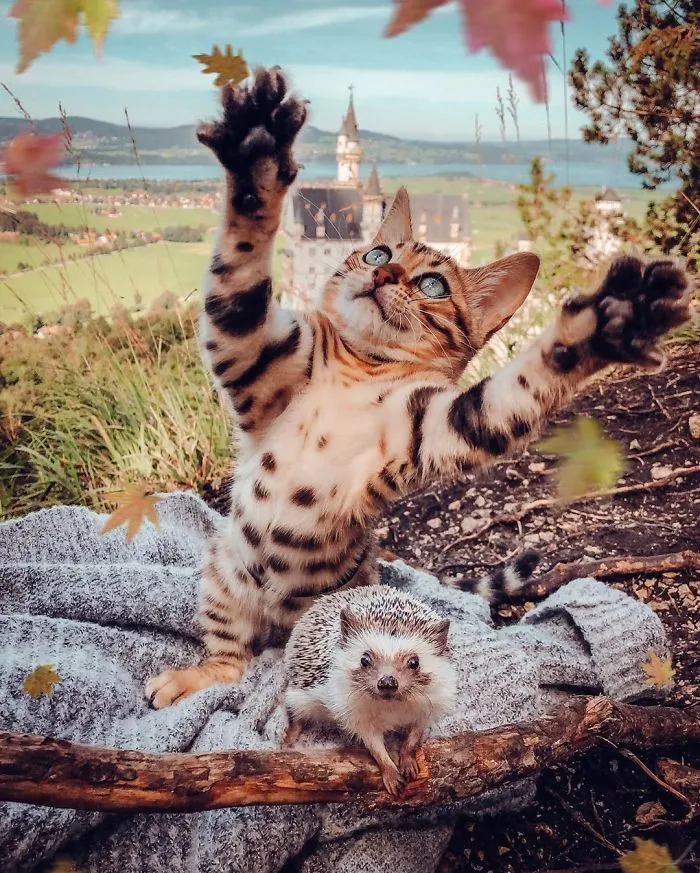 People Are Loving The Adventures Of This Hedgehog And Its Bengal Best Friend (30 Pics)