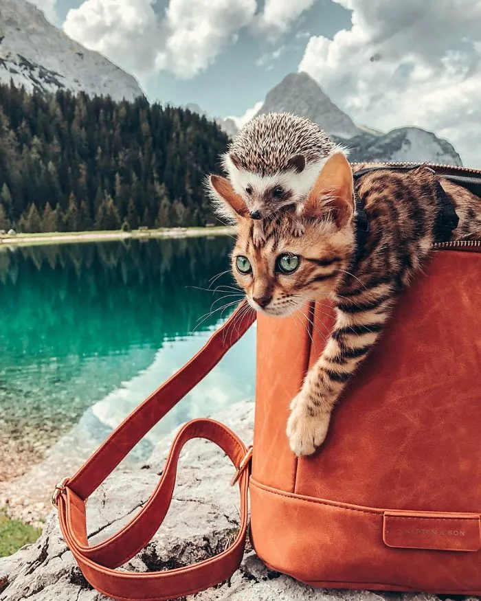 People Are Loving The Adventures Of This Hedgehog And Its Bengal Best Friend (30 Pics)