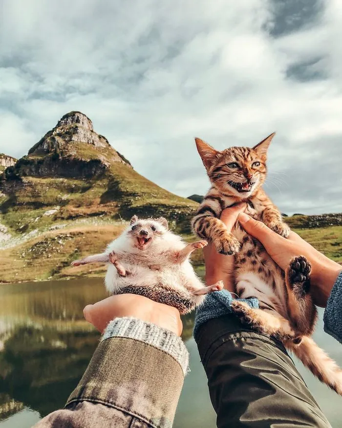 People Are Loving The Adventures Of This Hedgehog And Its Bengal Best Friend (30 Pics)