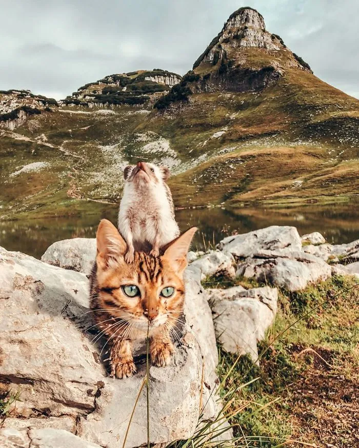 People Are Loving The Adventures Of This Hedgehog And Its Bengal Best Friend (30 Pics)