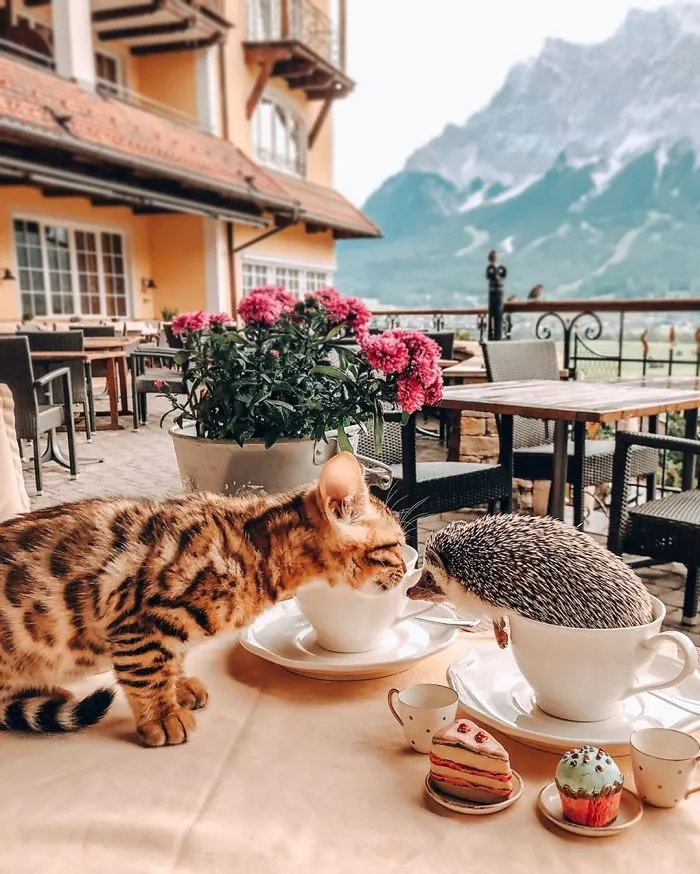 People Are Loving The Adventures Of This Hedgehog And Its Bengal Best Friend (30 Pics)