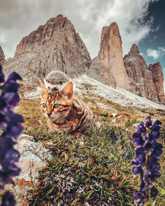 A todos les encantan las aventuras de este erizo y su mejor amigo, un gato de Bengala (30 fotos)