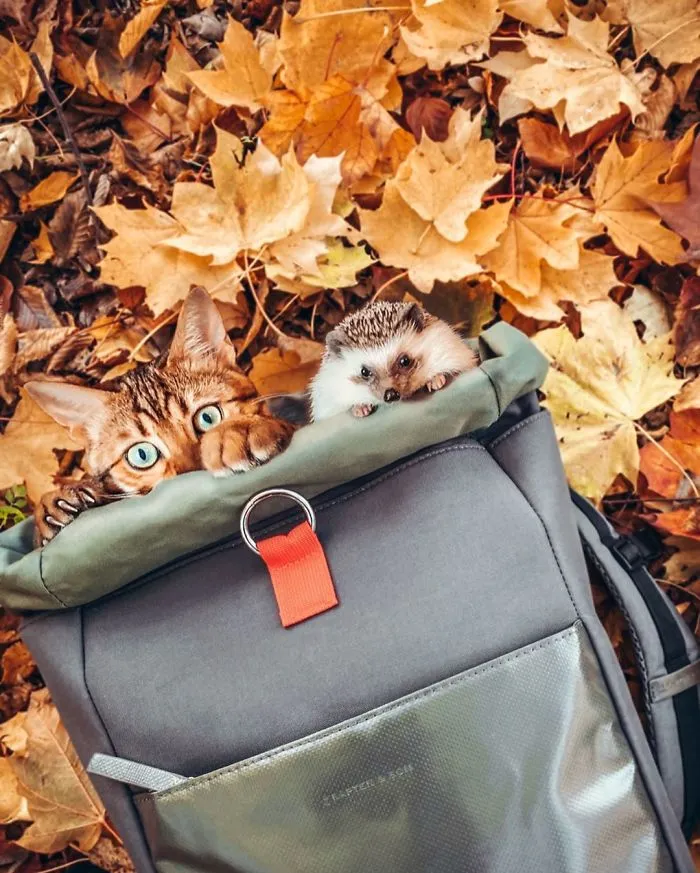 A todos les encantan las aventuras de este erizo y su mejor amigo, un gato de Bengala (30 fotos)