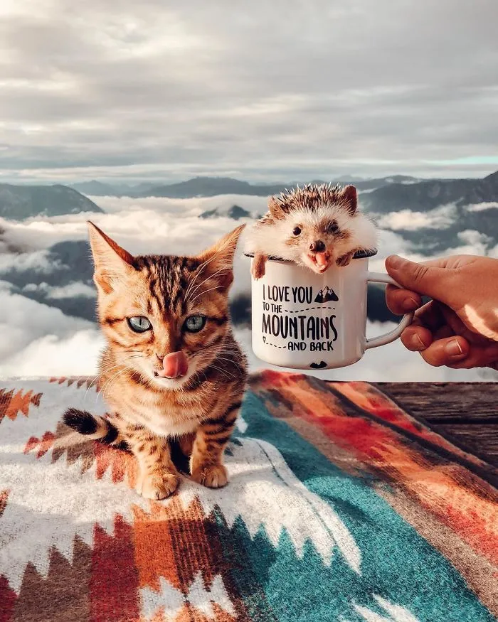People Are Loving The Adventures Of This Hedgehog And Its Bengal Best Friend (30 Pics)