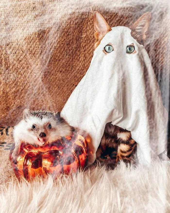 People Are Loving The Adventures Of This Hedgehog And Its Bengal Best Friend (30 Pics)