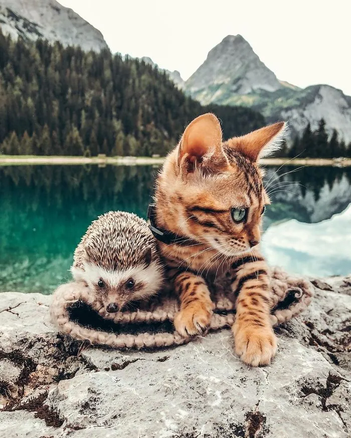 People Are Loving The Adventures Of This Hedgehog And Its Bengal Best Friend (30 Pics)