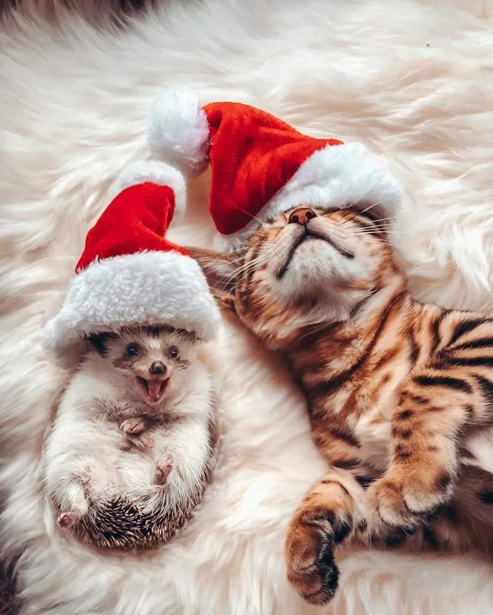 People Are Loving The Adventures Of This Hedgehog And Its Bengal Best Friend (30 Pics)