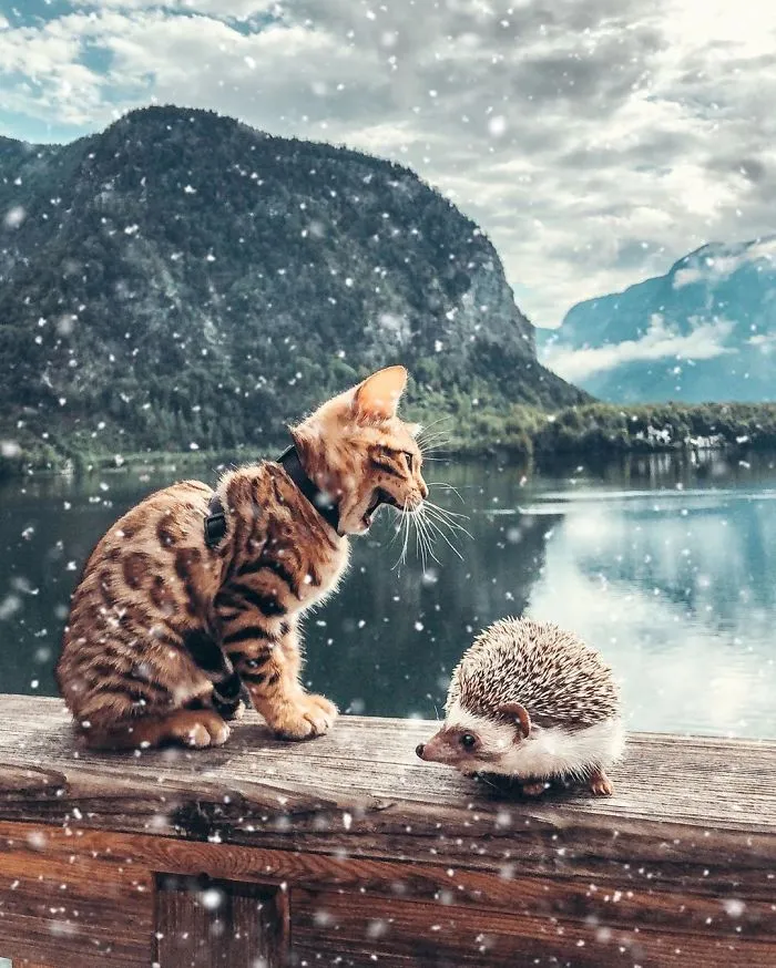 A todos les encantan las aventuras de este erizo y su mejor amigo, un gato de Bengala (30 fotos)