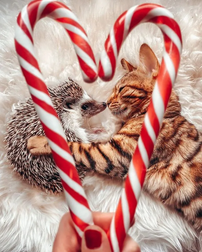 People Are Loving The Adventures Of This Hedgehog And Its Bengal Best Friend (30 Pics)