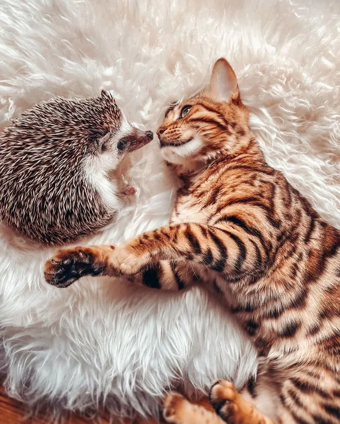 A todos les encantan las aventuras de este erizo y su mejor amigo, un gato de Bengala (30 fotos)