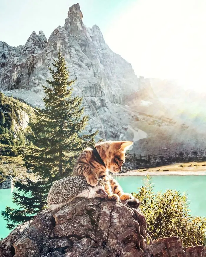 A todos les encantan las aventuras de este erizo y su mejor amigo, un gato de Bengala (30 fotos)