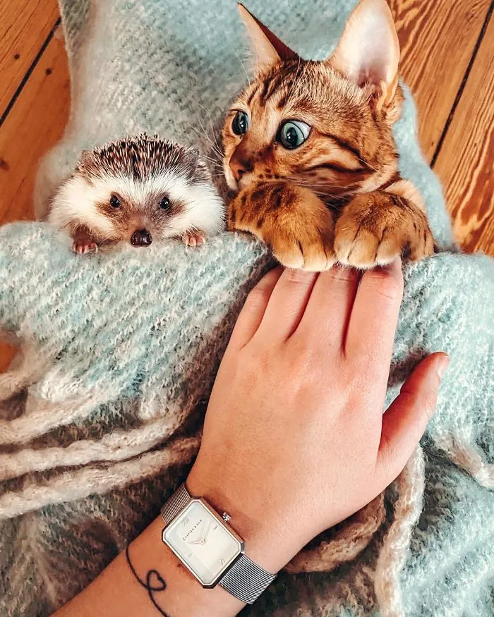 People Are Loving The Adventures Of This Hedgehog And Its Bengal Best Friend (30 Pics)