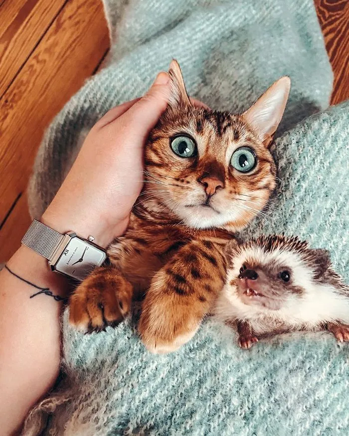 A todos les encantan las aventuras de este erizo y su mejor amigo, un gato de Bengala (30 fotos)