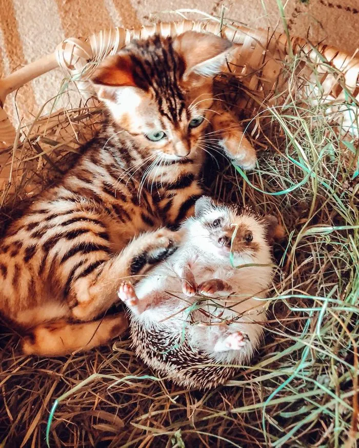 A todos les encantan las aventuras de este erizo y su mejor amigo, un gato de Bengala (30 fotos)
