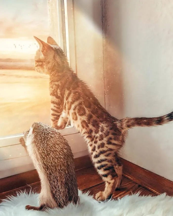 People Are Loving The Adventures Of This Hedgehog And Its Bengal Best Friend (30 Pics)