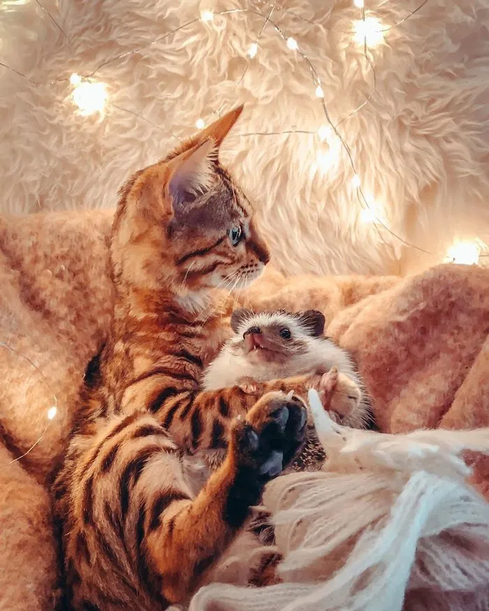 People Are Loving The Adventures Of This Hedgehog And Its Bengal Best Friend (30 Pics)