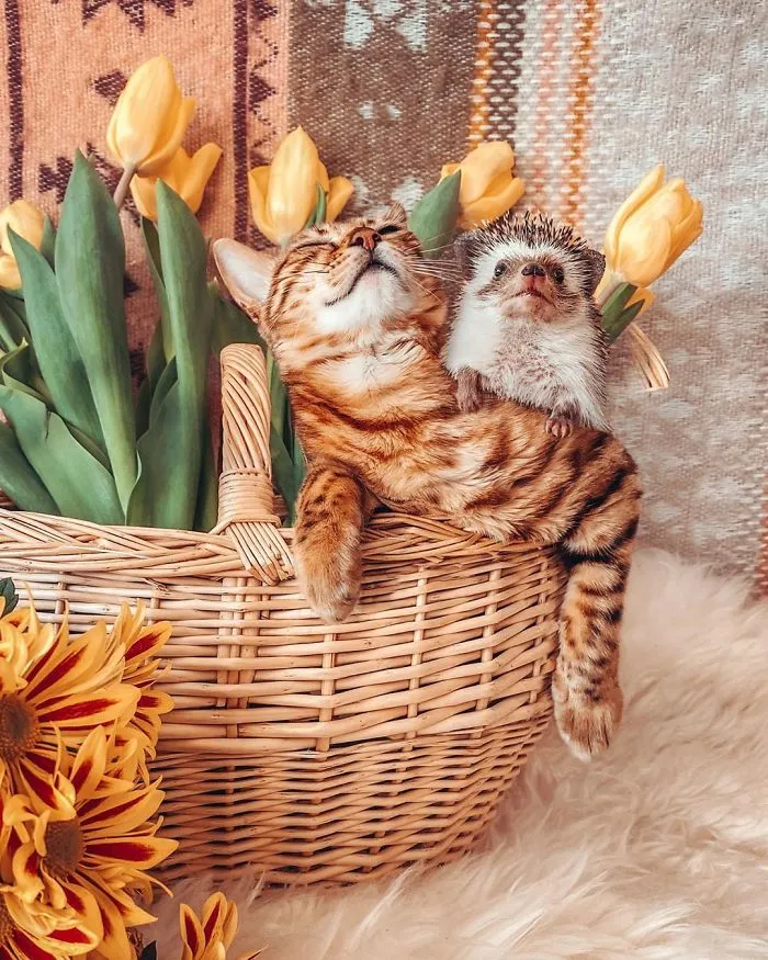 People Are Loving The Adventures Of This Hedgehog And Its Bengal Best Friend (30 Pics)