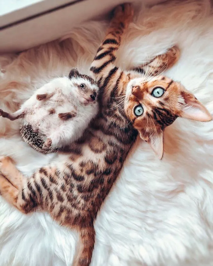 People Are Loving The Adventures Of This Hedgehog And Its Bengal Best Friend (30 Pics)