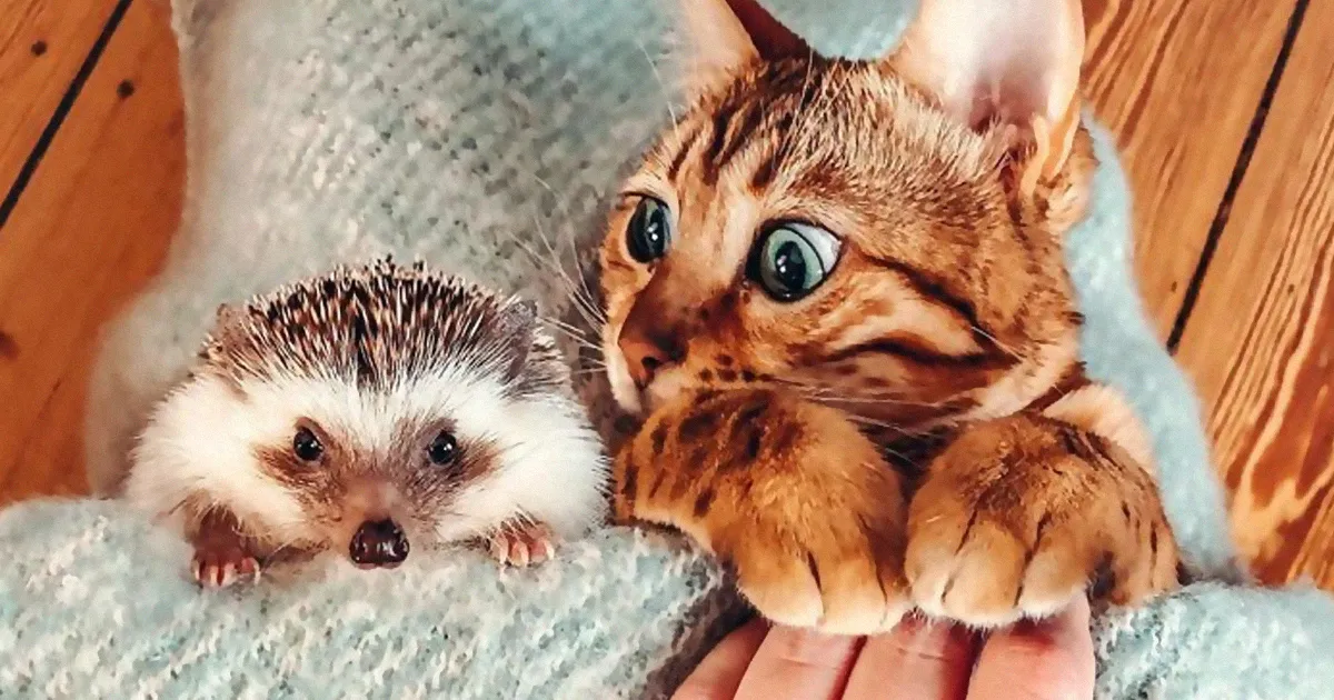 A todos les encantan las aventuras de este erizo y su mejor amigo, un gato de Bengala (30 fotos)