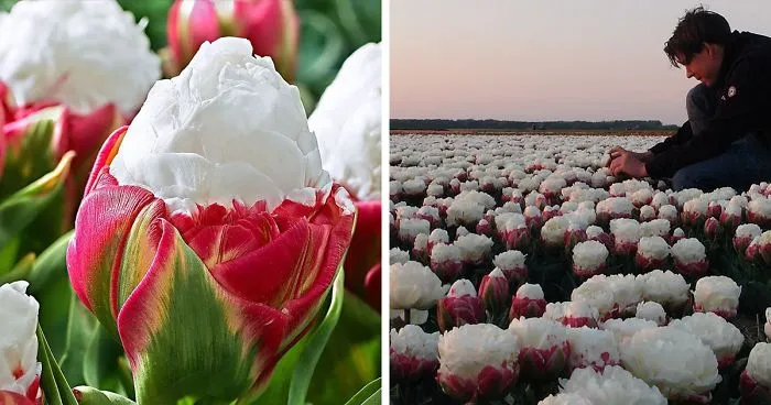 Apparently, These Mesmerizing Ice Cream Tulips Are A Thing And They're Making People Hungry