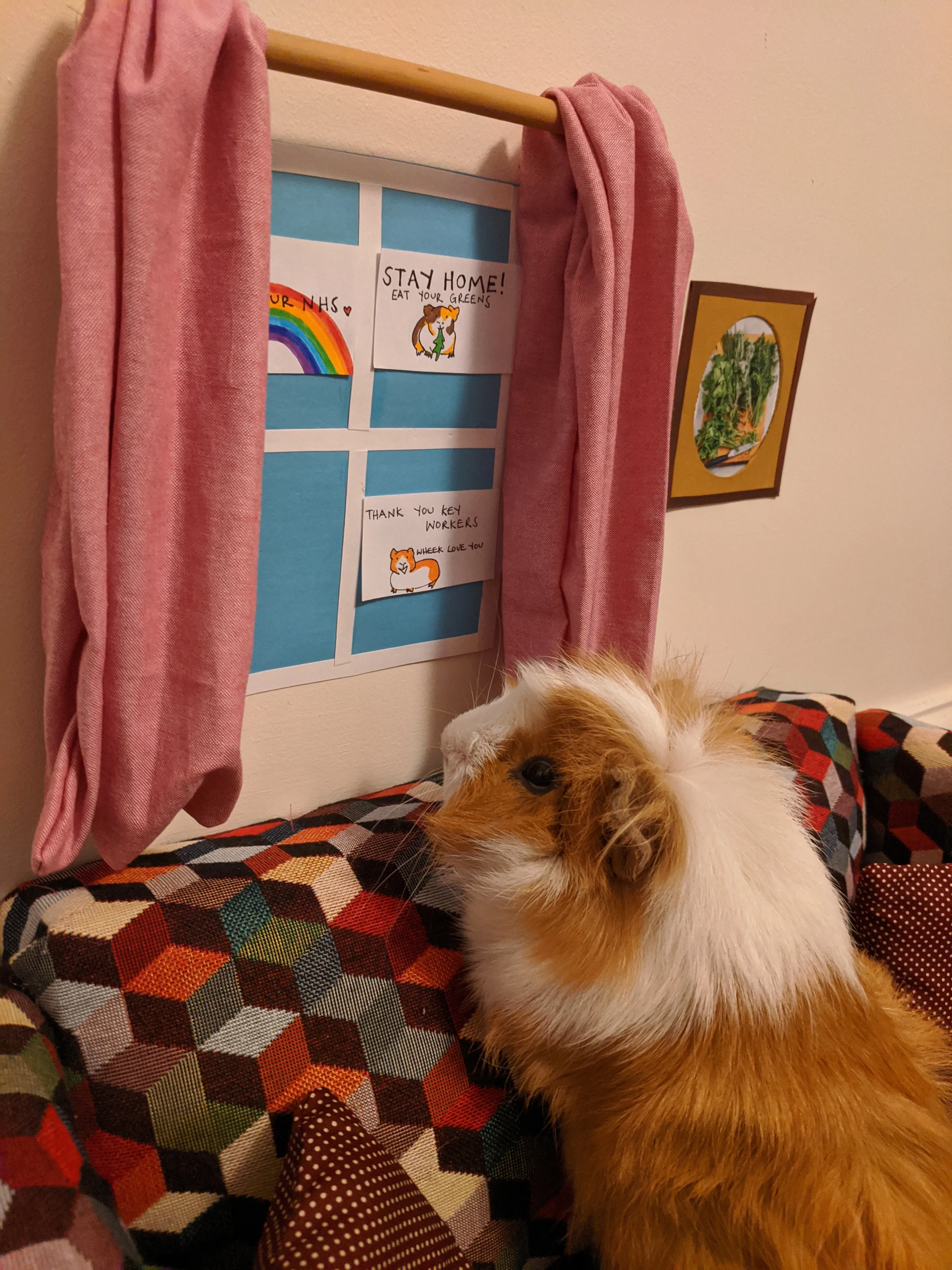 Guinea Pig Lockdown