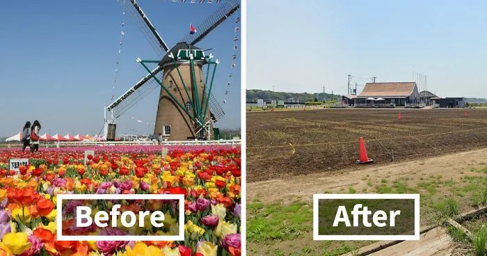 800,000 Tulips Were Cut Down In This Japanese City After Its Residents Failed To Follow Quarantine Rules