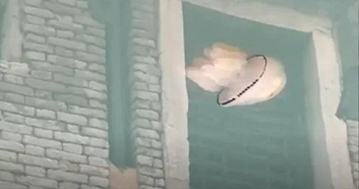 Biologist Captures Jellyfish Swimming Through Venice‘s Crystal Clear Canals