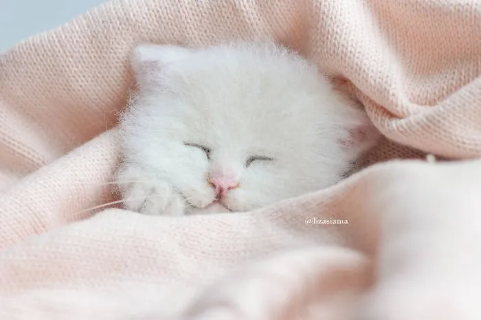 Russian Artist’s Felted Wool Animals Might Stun You With Their Cuteness (67 Pics)