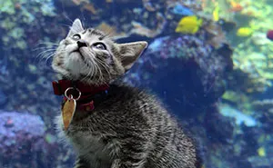 These Kittens And Pups Got To Explore A Giant Aquarium And It's Probably What We All Need In These Dark Times (32 Pics)