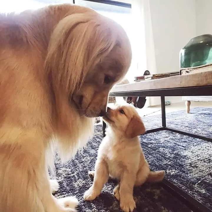 Thai Man Builds A House For Abandoned Puppies That He Found