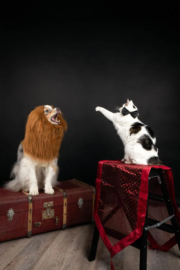 The Lion Tamer