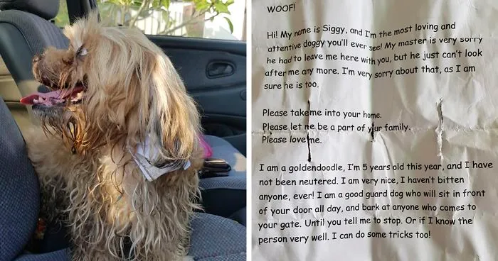 Man Left In Tears After Discovering The Note Tucked Behind Abandoned Dog's Collar