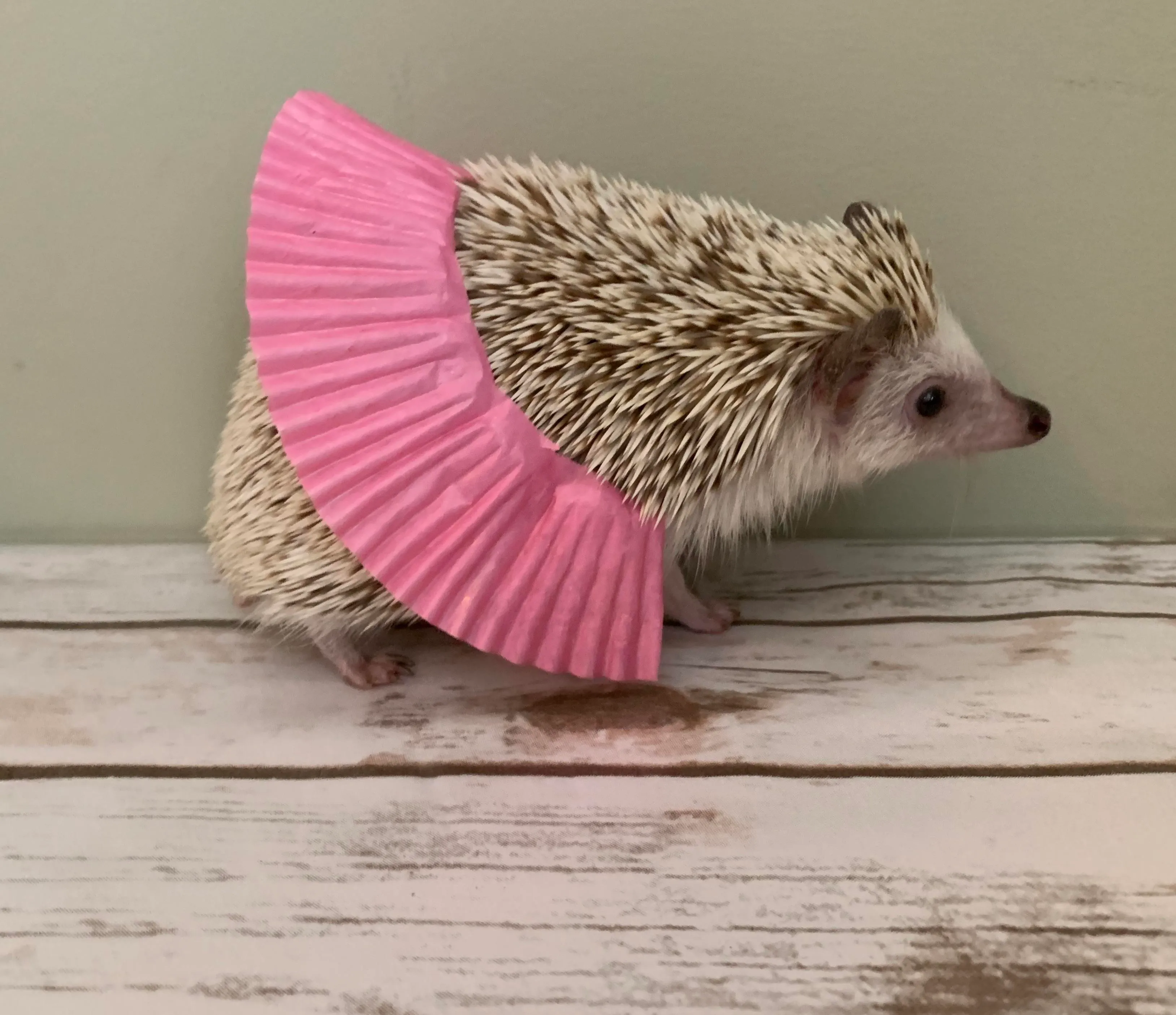 We've All Seen Chicks In Tutus, So Here's A Grumpy Hedgehog In A Tutu!