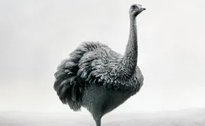 Meditations: My 16 Animal Montages That Express Self-Therapy