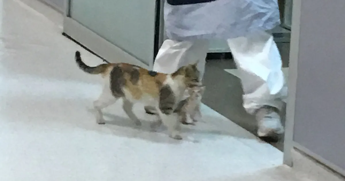 Esta mamá gata llevó a su gatito enfermo al hospital, y los médicos se apresuraron a ayudarlos