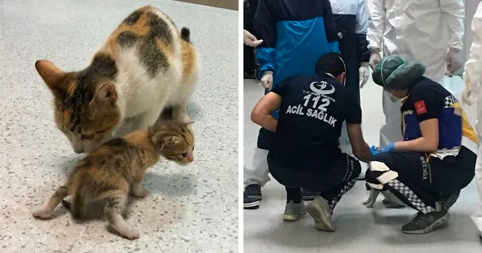 Mother Cat Brings Her Ill Kitten To The Hospital, Medics Rush To Help Them
