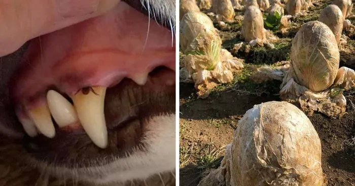 40 Times Mother Nature Proved To Be Scary As Hell (WARNING: This List Might Be Too Scary For You)