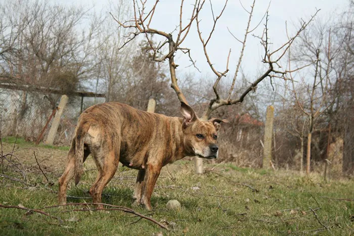 Dog Has Horns